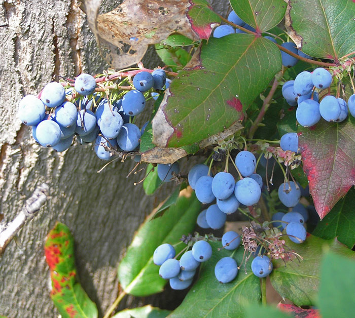 Gewöhnliche Mahonie, Mahonia aquifolium Beeren